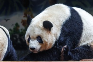 Panda at Quinling Wildlife Park Xi An