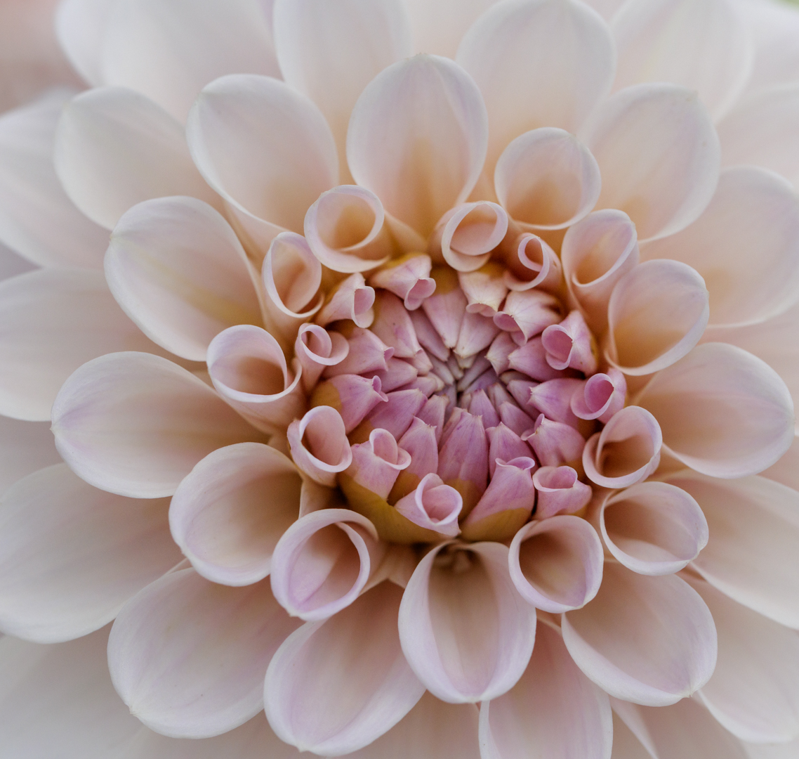 Dahlia flower in pink