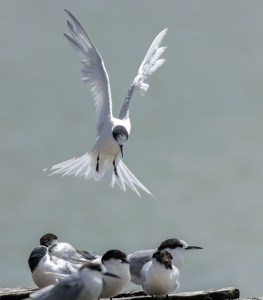 White Fronted Tern flying with others on wharf