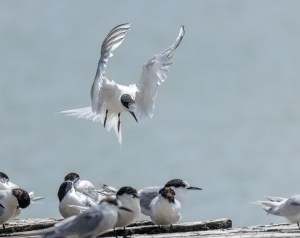 White Fronted Tern flying with others on wharf
