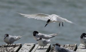 White Fronted Tern flying with others on wharf