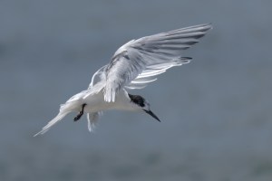 White Fronted Tern flying