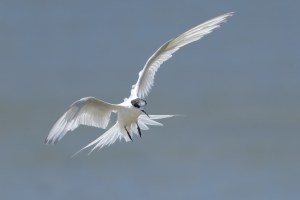 White Fronted Tern flying