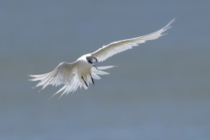 White Fronted Tern flying