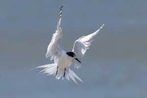 White Fronted Tern flying