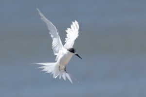 White Fronted Tern flying