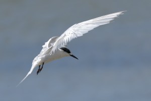 White Fronted Tern flying