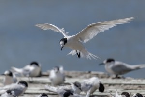 White Fronted Tern flying with others on wharf