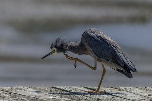 White Faced Heron Scratching