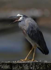 White Faced Heron with mouth open