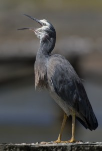 White Faced Heron yawning