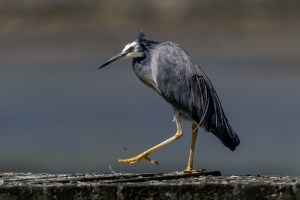 White Faced Heron walking on wharf
