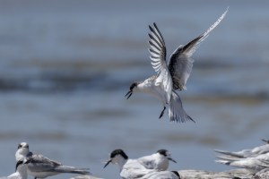 White Fronted Tern flying with others on wharf