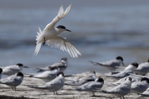 White Fronted Tern flying with others on wharf
