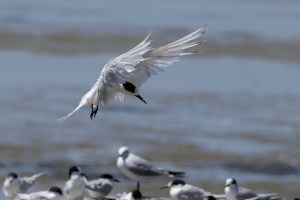 White Fronted Tern flying with others on wharf