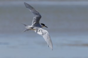 White Fronted Tern flying