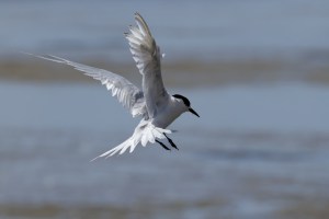 White Fronted Tern flying