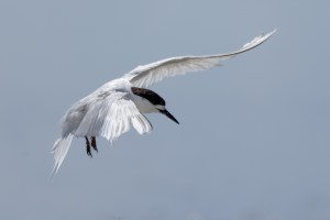 White Fronted Tern flying