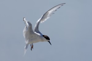 White Fronted Tern flying