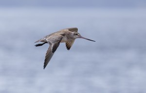 Godwits in flight 0691
