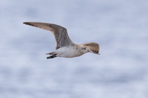 Godwits in flight 0700