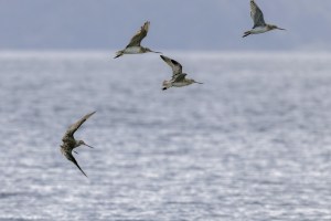 Godwits in flight 0742
