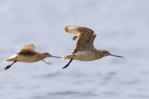 Godwits in flight 1353