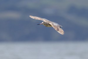 Godwits in flight 1367