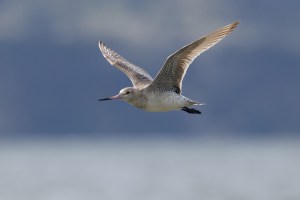 Godwits in flight 1376