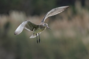 Godwits in flight 1418