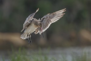 Godwits in flight 1467