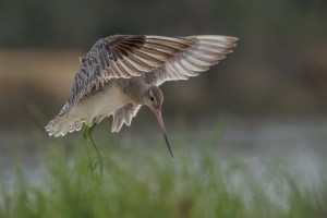 Godwits in flight 1475