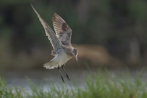 Godwits in flight 1488