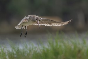 Godwits in flight 1489