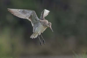 Godwits in flight 1495