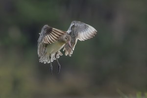 Godwits in flight 1497