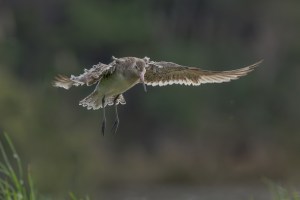Godwits in flight 1499