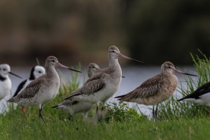 Godwits 1632