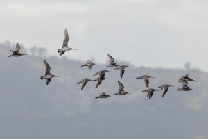 Godwits in flight 1698
