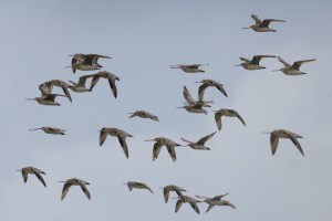 Godwits in flight 3760