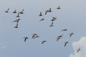 Godwits in flight 3817