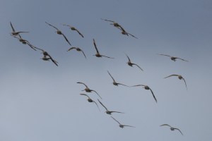 Godwits in flight 3875