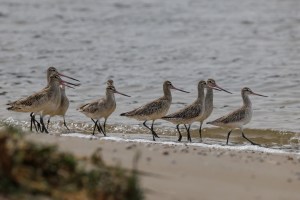 Godwits 4004