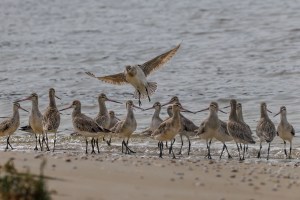 Godwits 4082