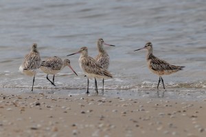 Godwits 4160