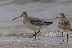 Godwits i4182
