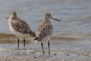 Godwits 4207
