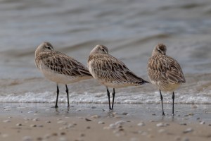 Godwits 4255