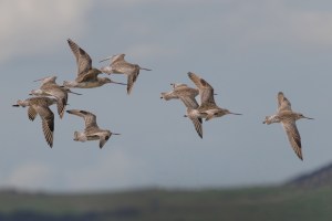 Godwits in flight 4327