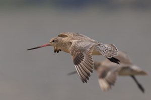 Godwits in flight 4337